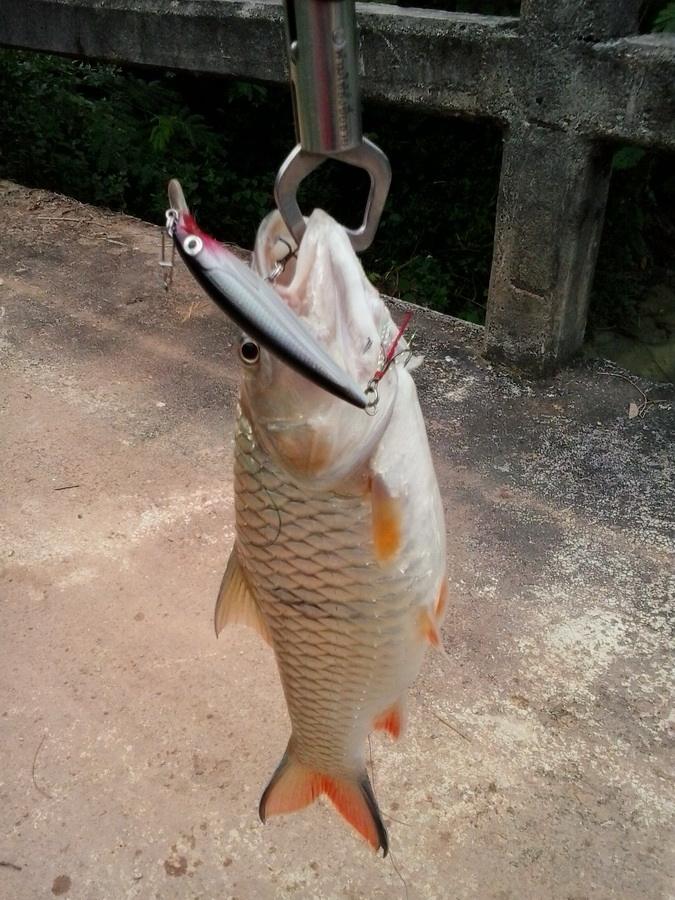 กระสูบฝายกั้นน้ำ
