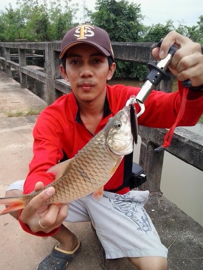 กระสูบฝายกั้นน้ำ