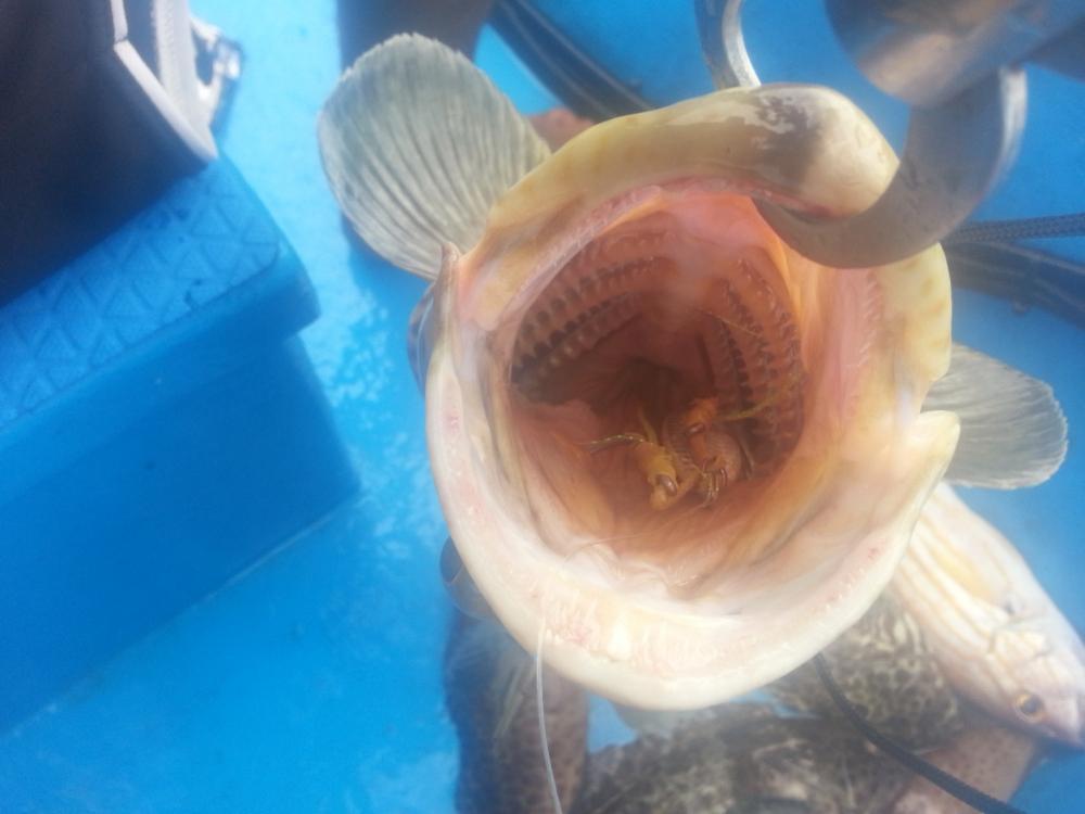 Phangan Jigging Boat 10
