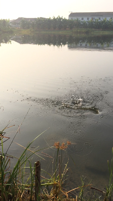 พาลูกไปเรียนพิเศษวันอาทิตย์ by Snakehead angler club