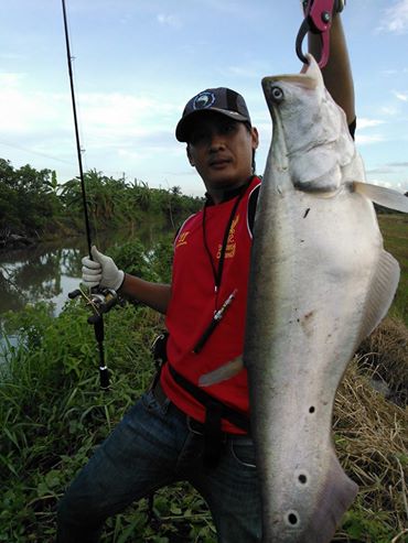 ปลากราย คลองนา นครชัยศรี