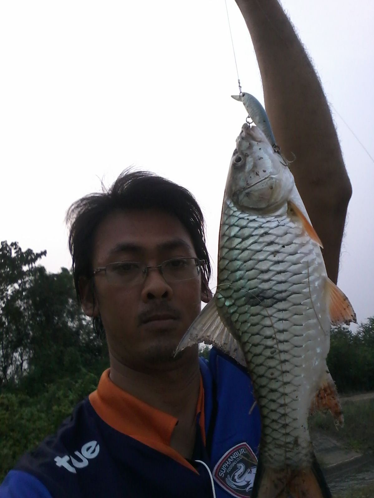 กระสูบยามเย็น
