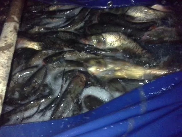 บ่อตกปลา จ่าจูนฟิชชิ่ง2-ปลานิลใหญ่ ลงปลานิลใหญ่ ปลากระโห้ ปลาซ่งแล้วครับ 