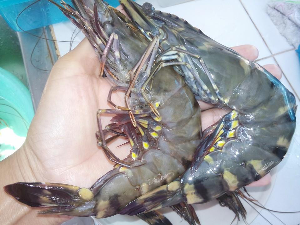 กุ้ง กุ้ง เสือ  (กุุ้งกุลาดำ ลายเสือ)