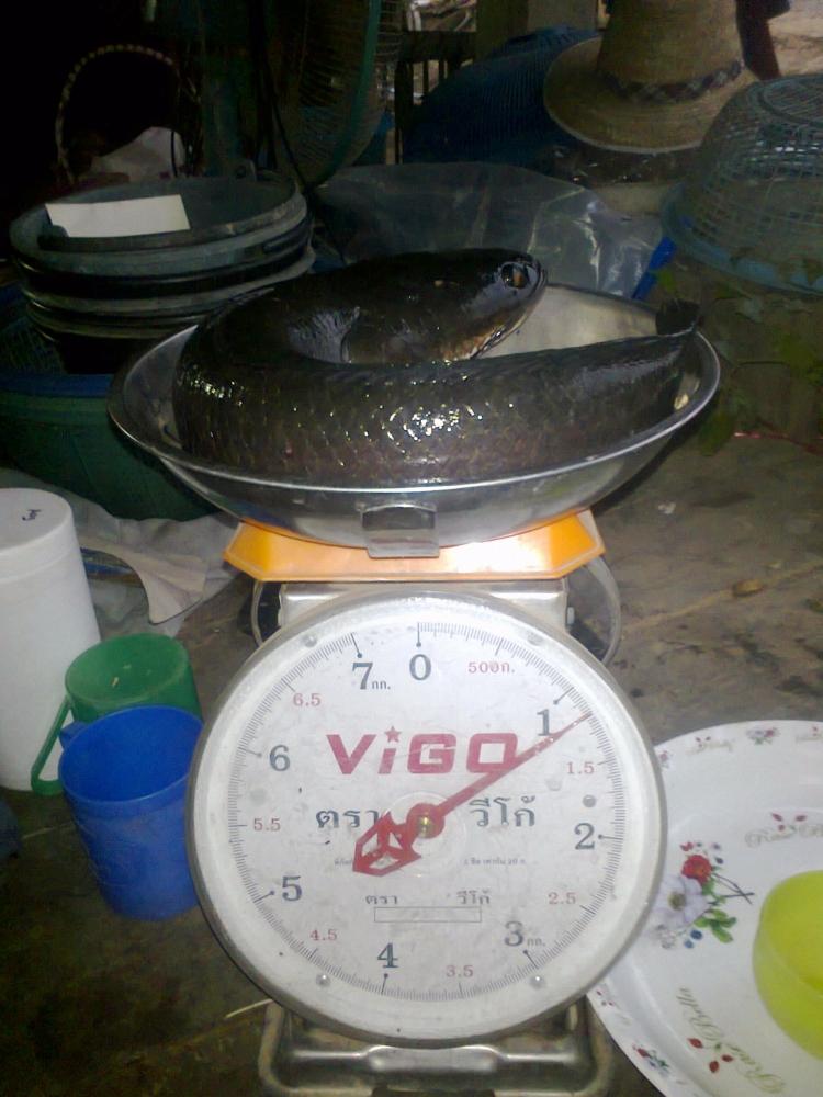 ครังแรกของปี 2558