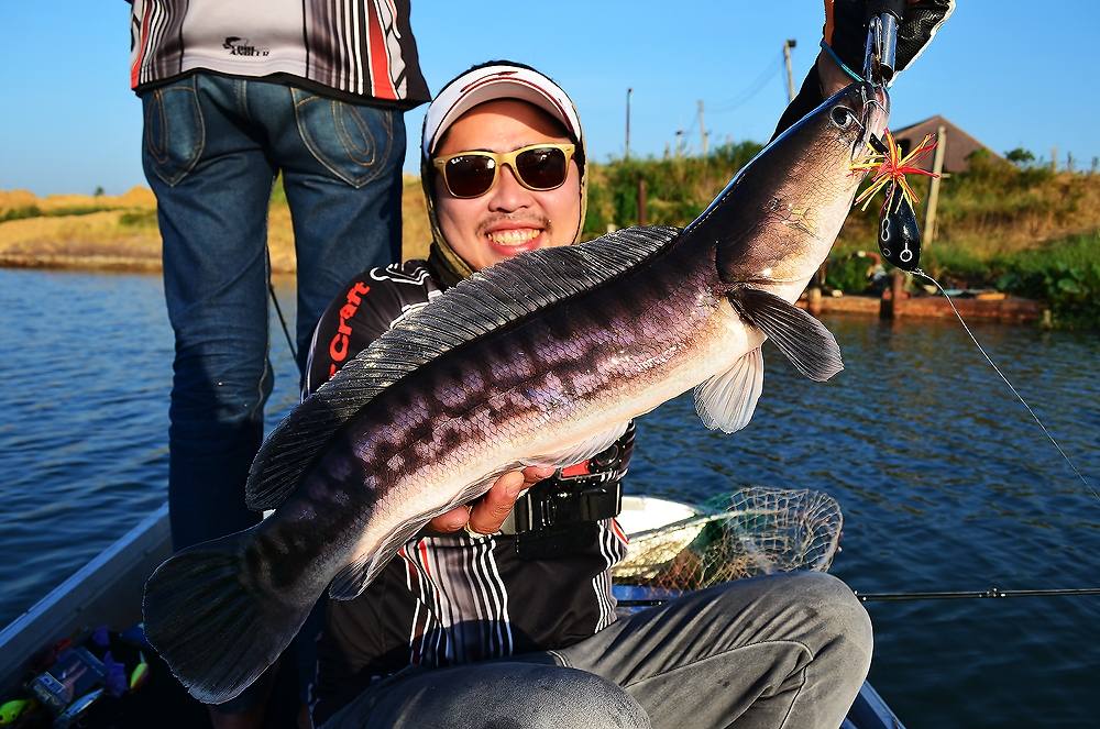 .....  ปลุกใจ ! ชะโดป่า ^^ บ่อทราย ^^ Giant SnakeHead