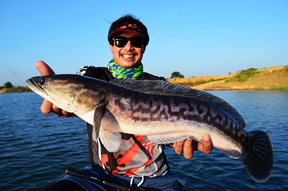 .....  ปลุกใจ ! ชะโดป่า ^^ บ่อทราย ^^ Giant SnakeHead