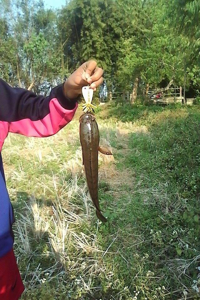 2 หนุ่ม 2แต้ม กับกบ 2รุ่น (กบปราบแว๊บ กับ กบแก้แห้ว Lure Fishing4U)