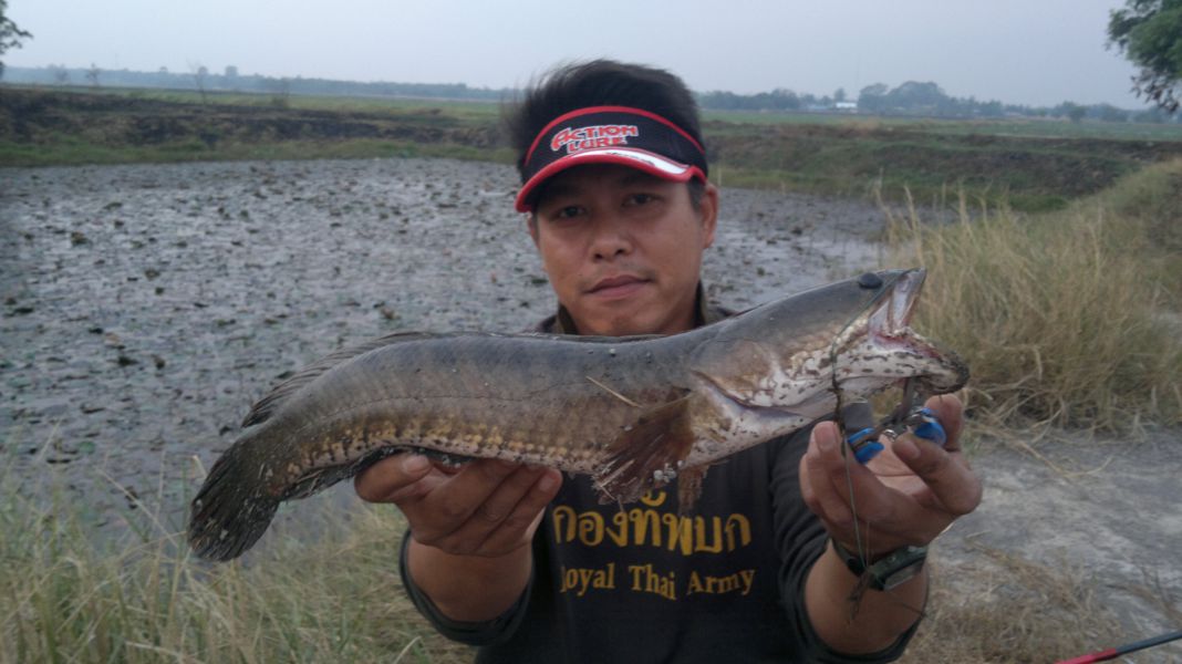รหัสNเม็ดขนุน..มินิ