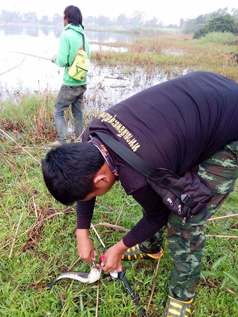 ซ้ำหมายปลาช่อน..นครสวรรค์