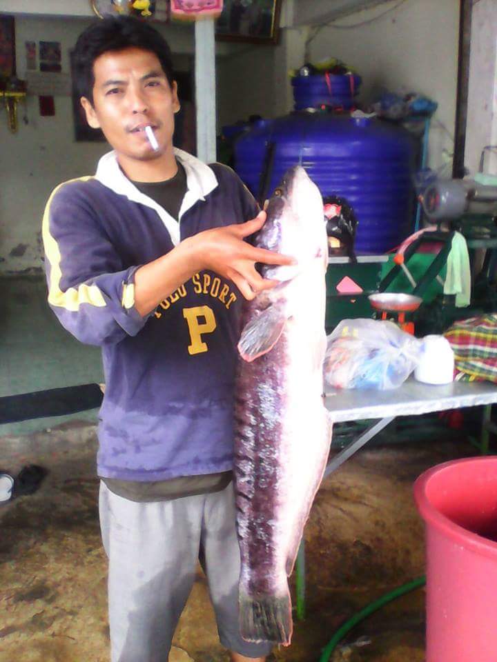 ปลาโคราช