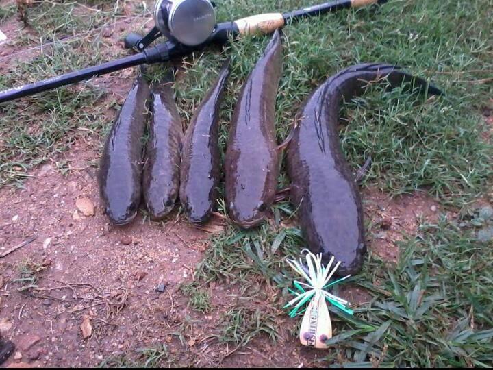 ของเขาดีจริง กบแก้แห้ว 2015 Lure Fishing4U