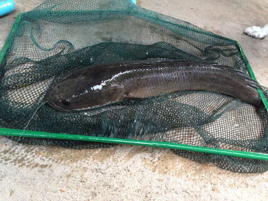 ทุ่นลอย ขำขำหลังบ้าน (มีต่อ)