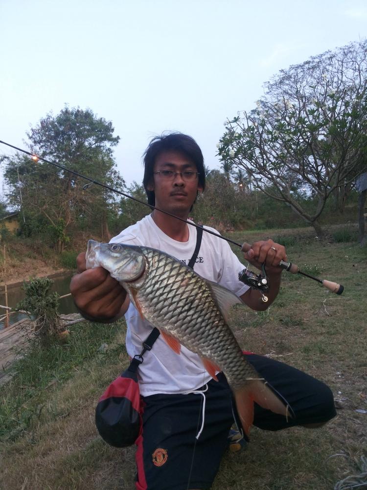 กระสูบหลงทาง
