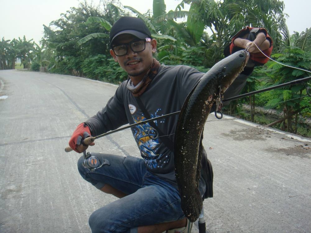 topwater ได้ทุกแนว/ SnakeHead Angler Club