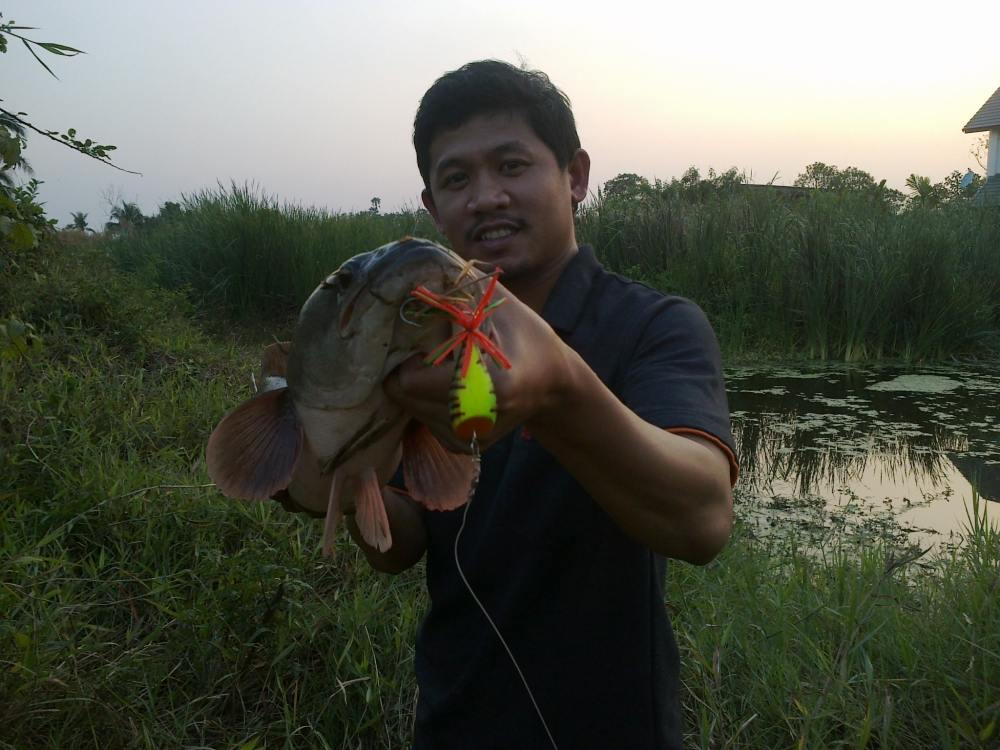 topwater ได้ทุกแนว/ SnakeHead Angler Club