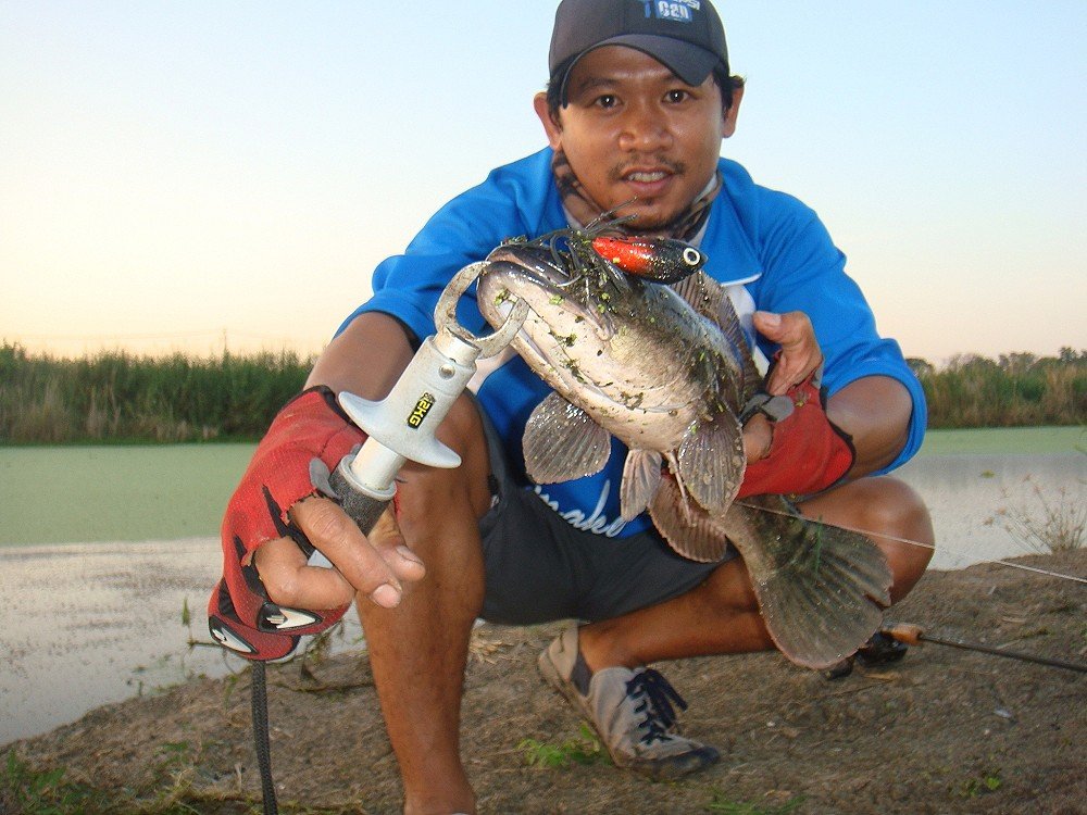 topwater ได้ทุกแนว/ SnakeHead Angler Club