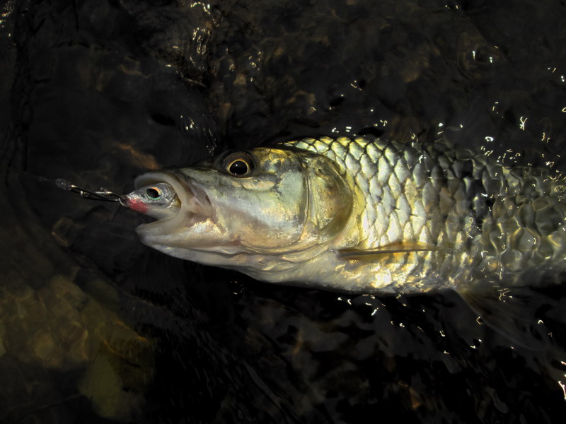 Catch and Release กระสูปน้ำไหล