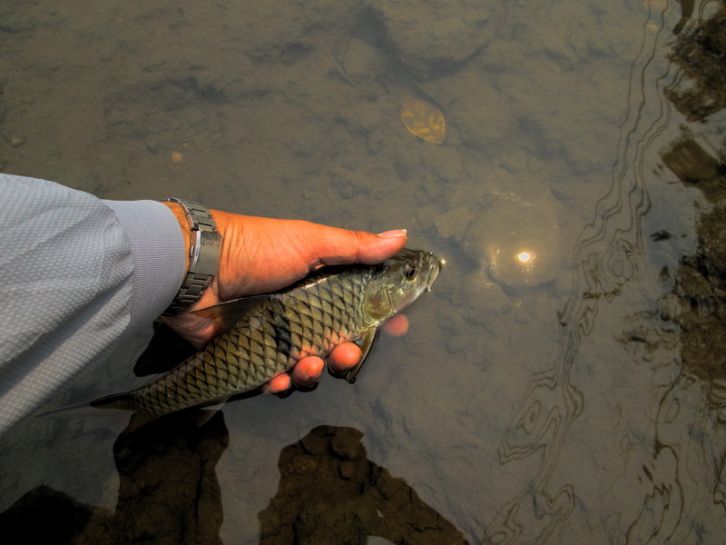 Catch and Release กระสูปน้ำไหล