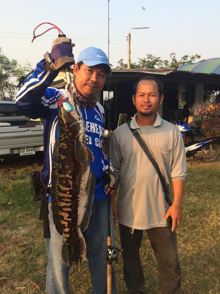 ตกปลาบ่อเฮียภูมิ กับ snakehead angler club