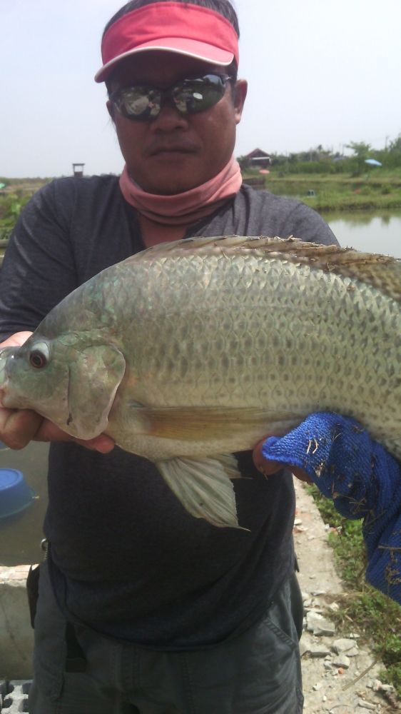 ปลาเกล็ดคัน50ออกได้1โล