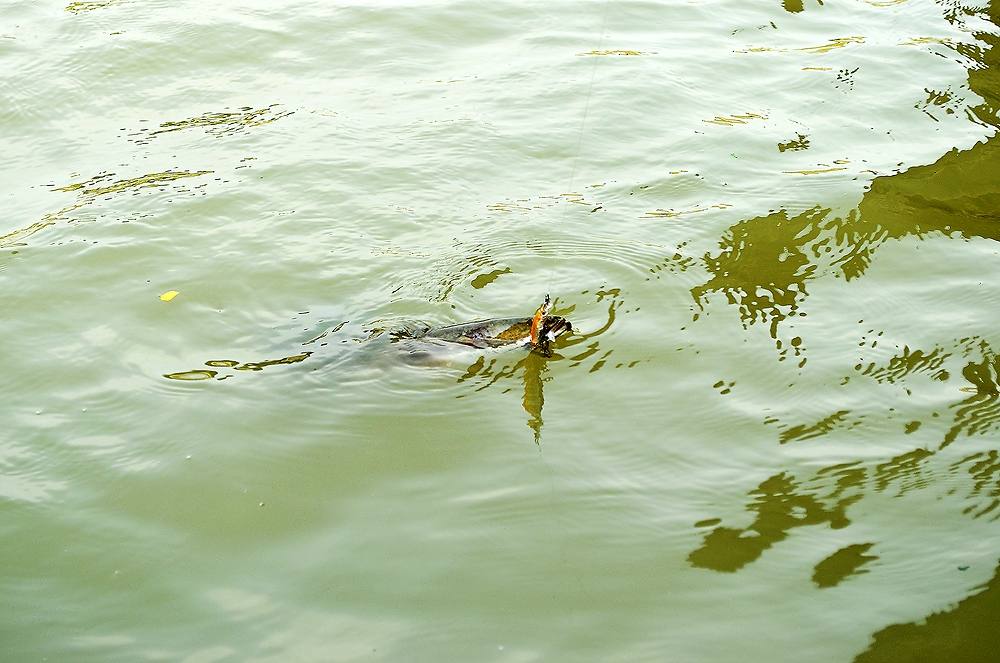 ..... ช่อนแม่น้ำ snakehead fish Chaophraya RIVER !!