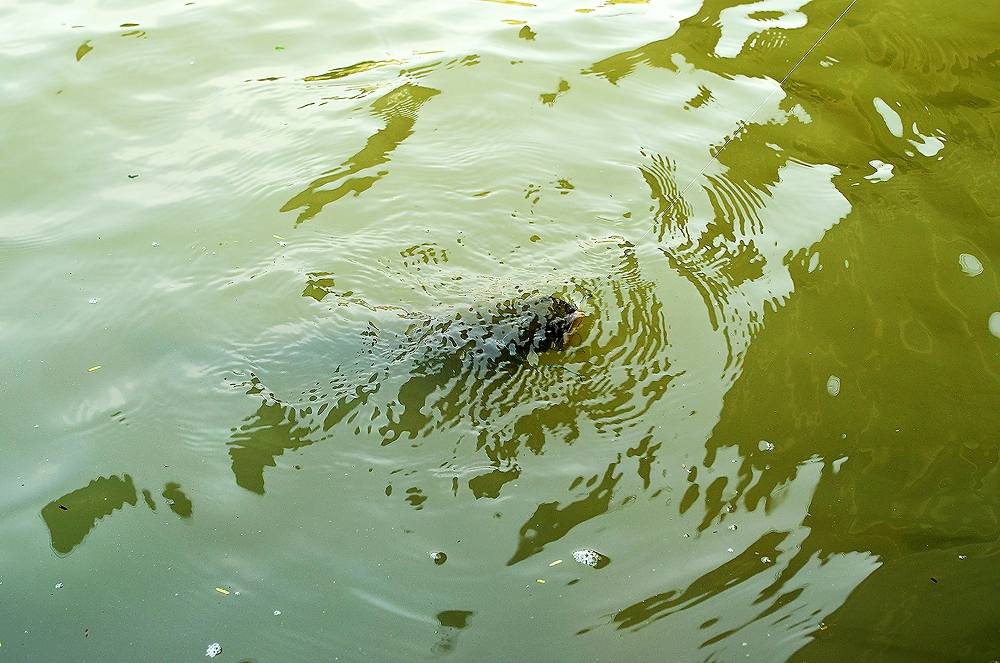 ..... ช่อนแม่น้ำ snakehead fish Chaophraya RIVER !!