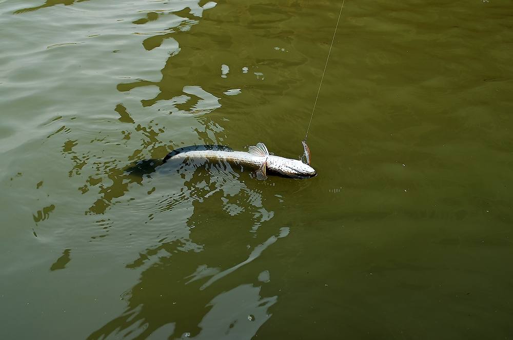 ..... ช่อนแม่น้ำ snakehead fish Chaophraya RIVER !!