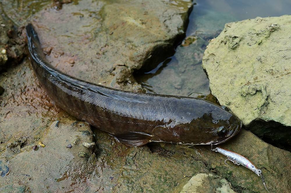 ..... ช่อนแม่น้ำ snakehead fish Chaophraya RIVER !!