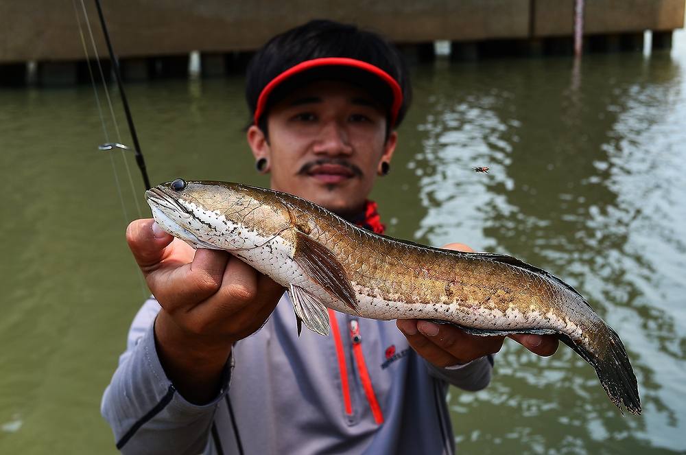 ..... ช่อนแม่น้ำ snakehead fish Chaophraya RIVER !!