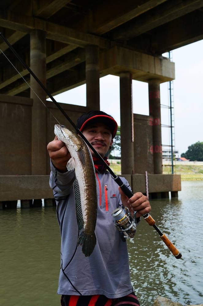 ..... ช่อนแม่น้ำ snakehead fish Chaophraya RIVER !!