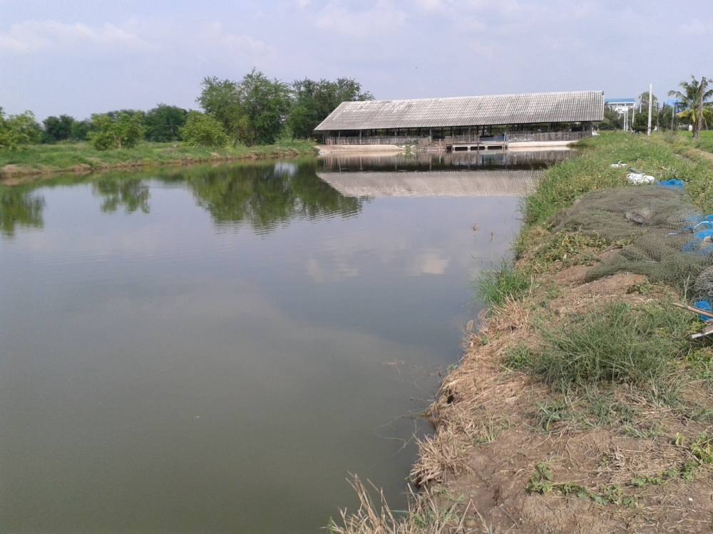 5 เม.ย.กะพงตกออก บ่อน้องดรีม ฟิชชิ่ง