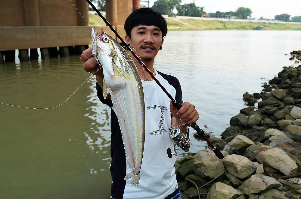 ..... เบี้ยวเจ้าพระยา TWISTED-JAW SHEATFISH Chaophraya RIVER !!