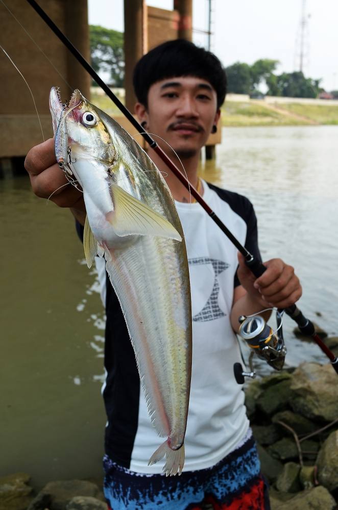 ..... เบี้ยวเจ้าพระยา TWISTED-JAW SHEATFISH Chaophraya RIVER !!