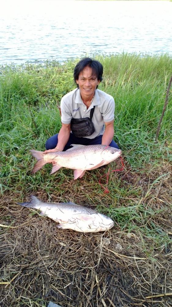 สุชาติกระชังแตก 17 ปลาเกร็ดเริ่มกินอีกแล้ว