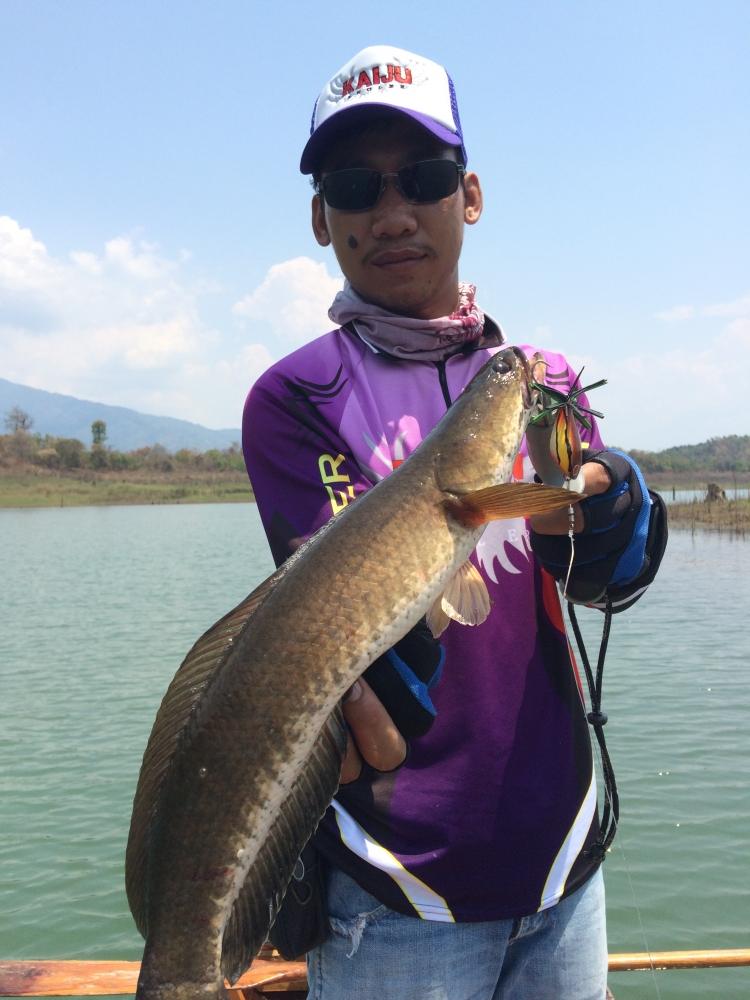 กระชับมิตร KAIJU ANGLER ช่อนเขาเเหลม 2558