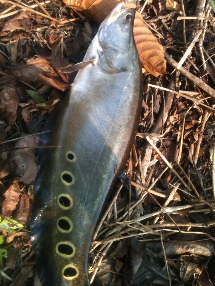 กราย ยามเช้า กัด Rapala Rattlin กระโดดมันสุดๆๆๆ