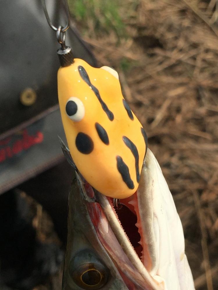 กบยาง Tiger Fish ชะโดก็กิน
