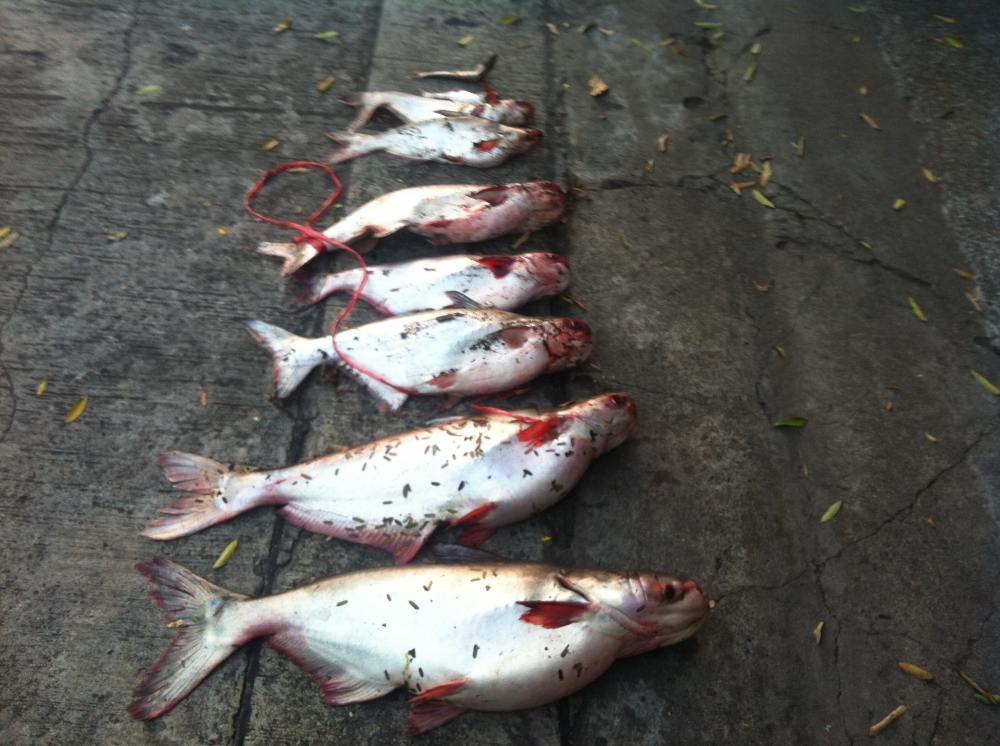 night fishing ลำลูกกา เทโพ สวายใหญ่ ( มีปลาบึกไหมน้าๆช่วยดูให้ผมทีครับ )