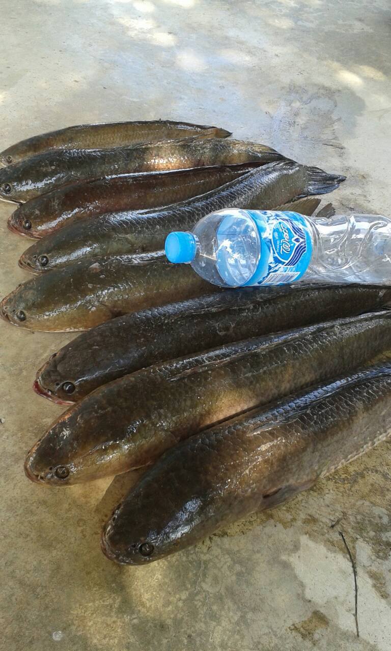 ทริพบ้านสร้างครับพอได้มัน