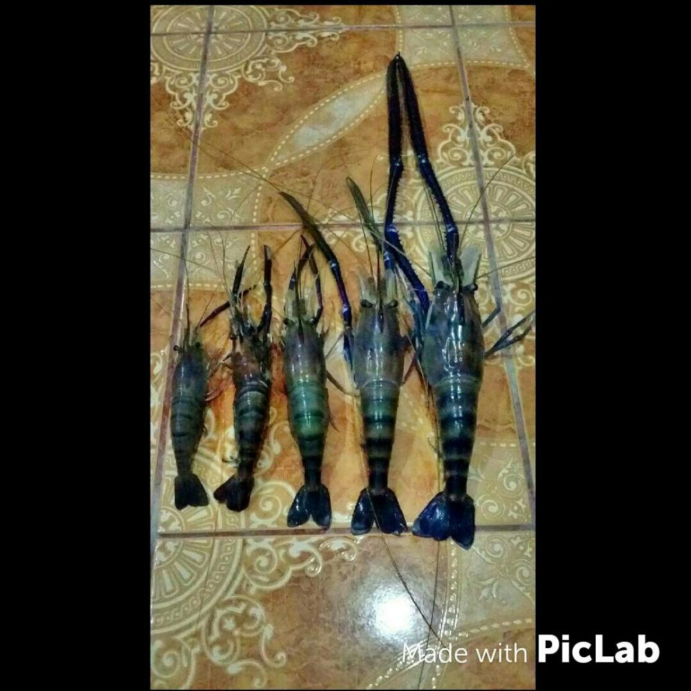 เมื่อเย็น 2 ชม. จัดมา 5 หน่วย กุ้งเจ้าพระยา