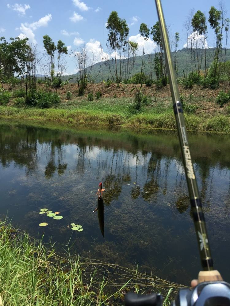 กบยาง Tiger Fish กับช่อน อ.หนองบัวแดง