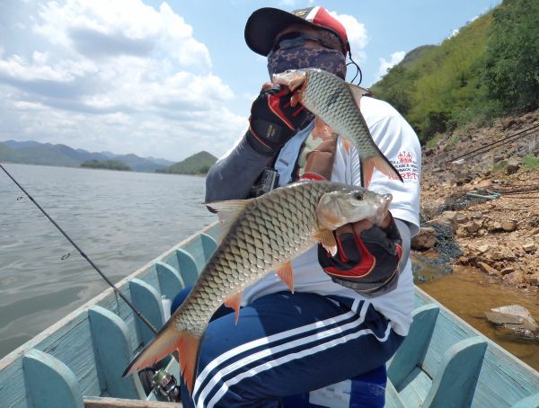 ปลากระสูบนอนรังแก่งกระจาน