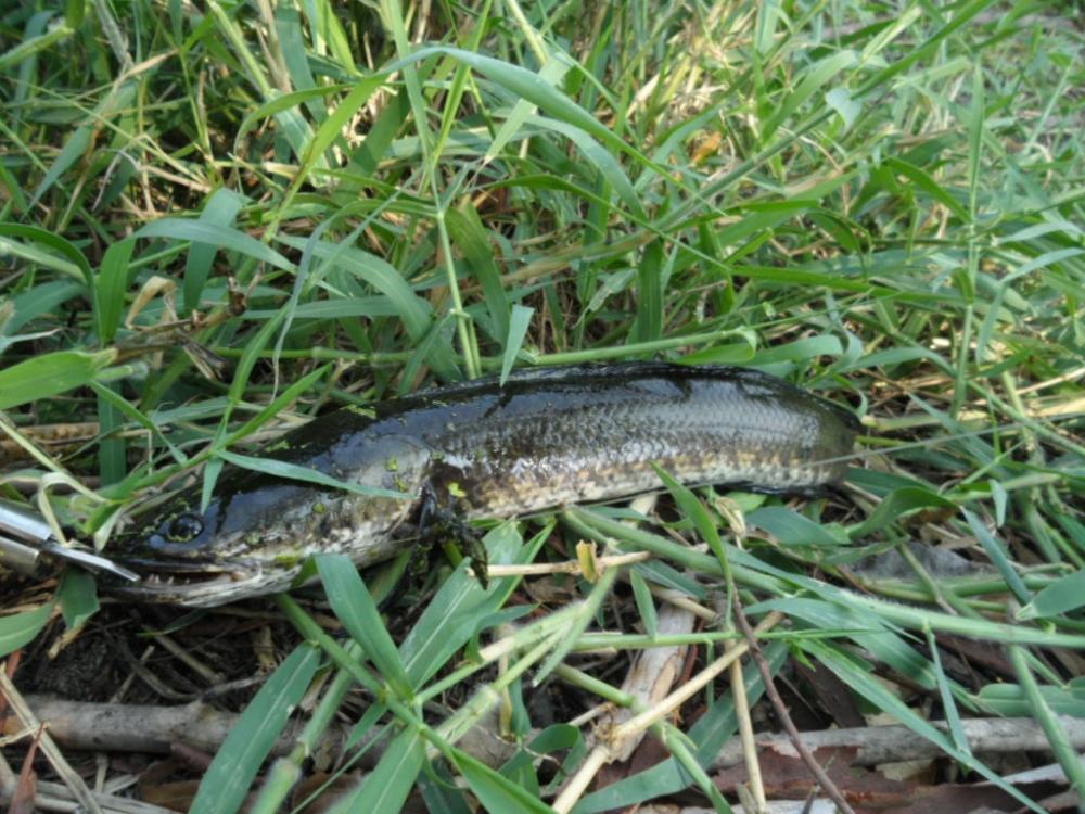 ผลงานกบยาง Tiger fish