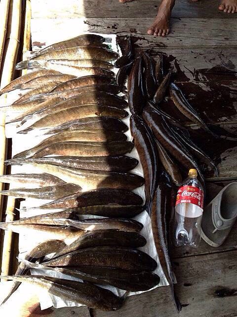 ปลาช่อนเขาแหลม แพลุงเหน่ง 