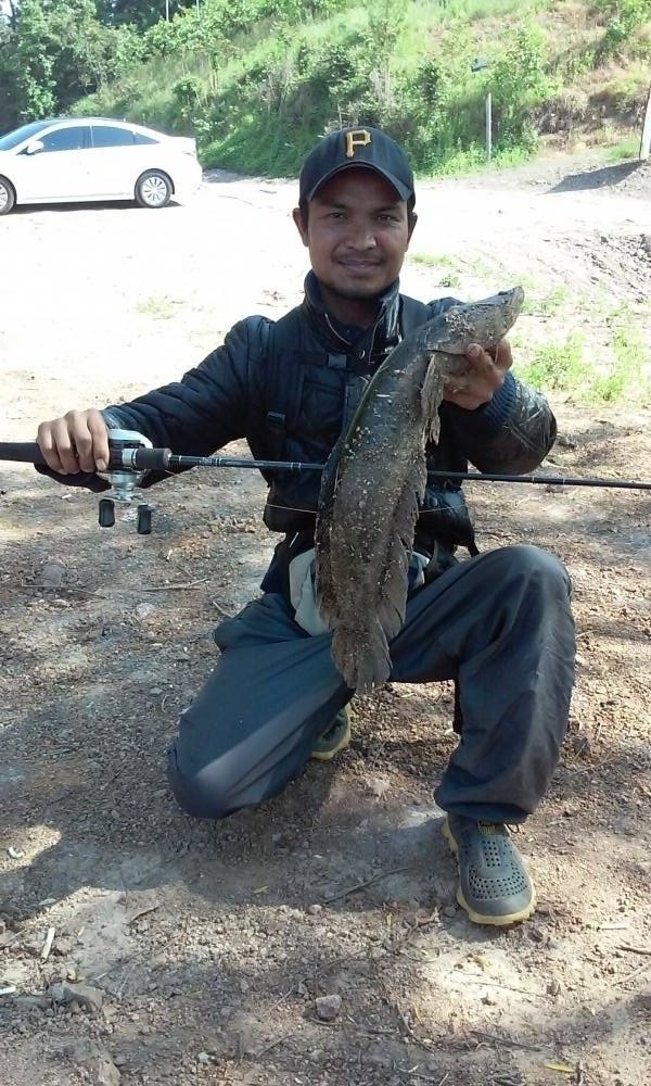 ช่อนเกาหลีครับ
