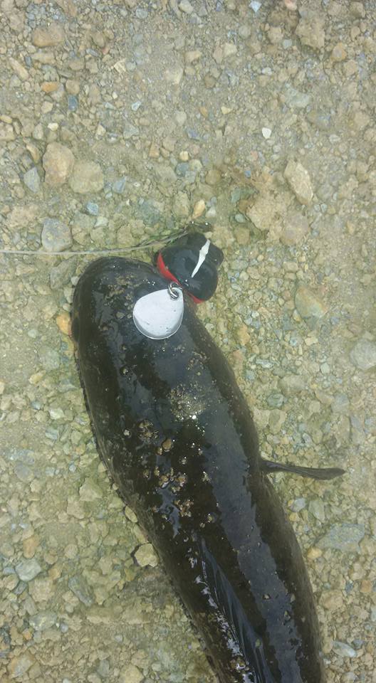 มีกบยางแซ่บอีหลี Lure Fishing4U ติดไว้ไม่ผิดหวัง