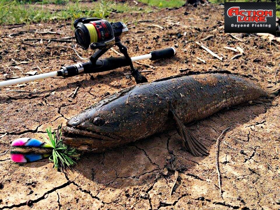 โดดคัดไซส์