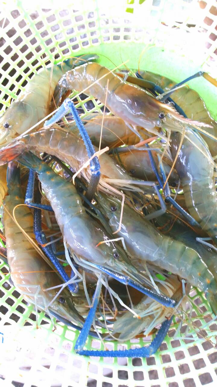 กุ้งทอดกระเทียม