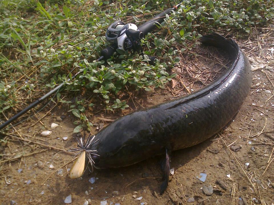 โดนของ